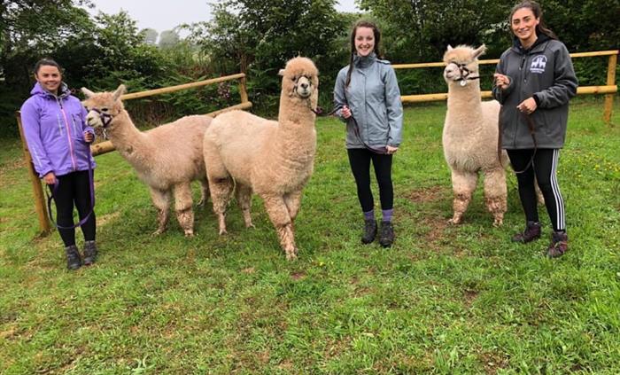 Pembrokeshire Alpaca Trekking